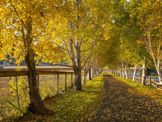autumn trees on a road